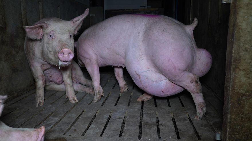 Denuncian una nueva 'granja de los horrores' en Burgos: cerdos con heridas y golpes con sello de bienestar animal