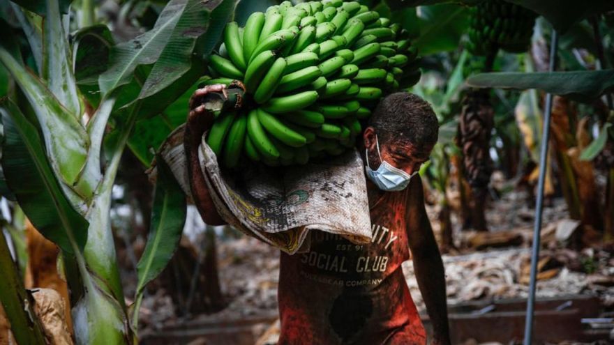 Asprocan reclama que "se concreten" lo antes posible "las medidas urgentes específicas para el sector agrícola" anunciadas por el Gobierno de España