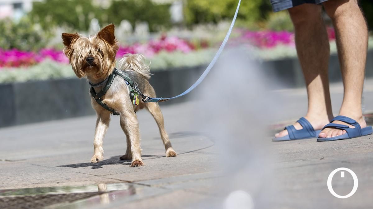 Prevención de los golpes de calor en perros