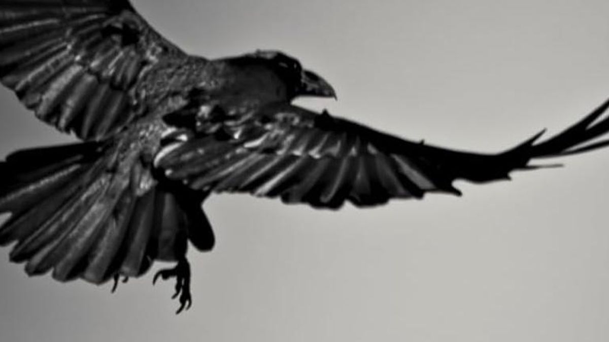 El libro ‘Aves de piedra’ se presenta en la Real Sociedad Cosmológica