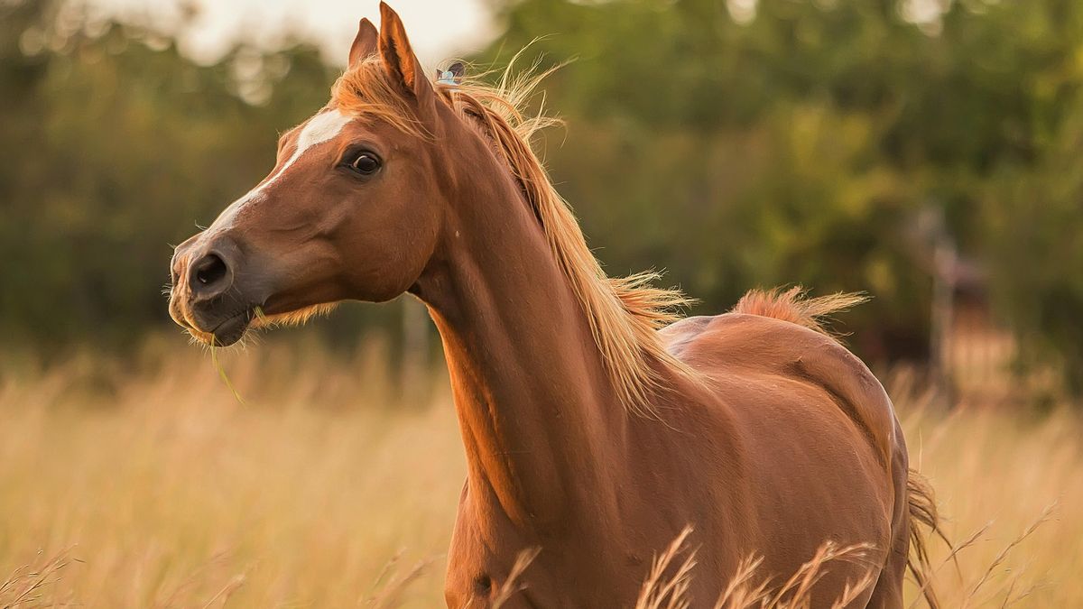 Los caballos ‘huelen’ el miedo humano: un estudio confirma que sus señales químicas les transmiten ansiedad