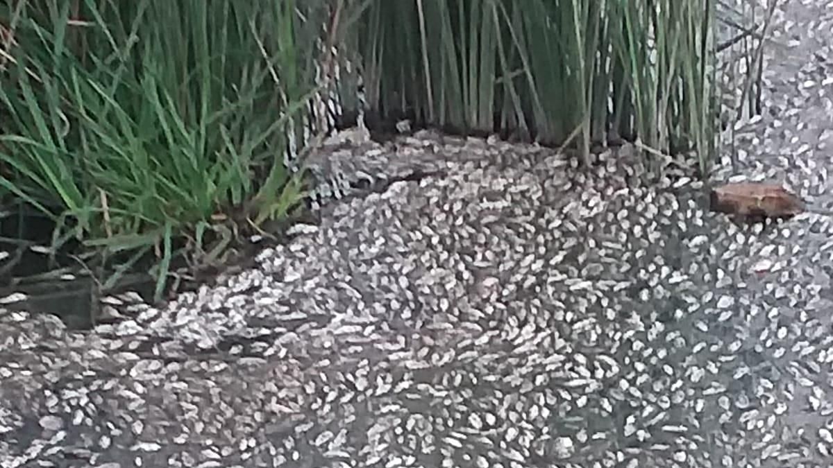 Peces muertos en el río Guadaíra