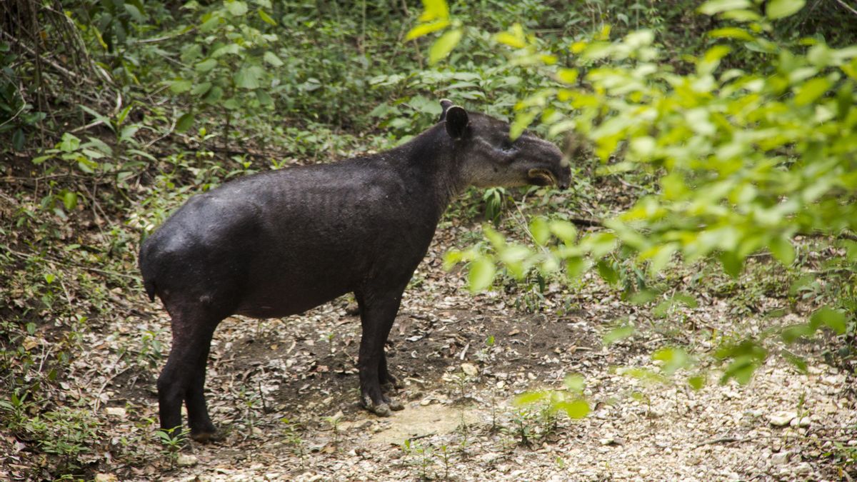 Los tapires centroamericanos son algunas de las especies que más peligro corren por los efectos del cambio climático. Foto: Jorge Rodríguez.