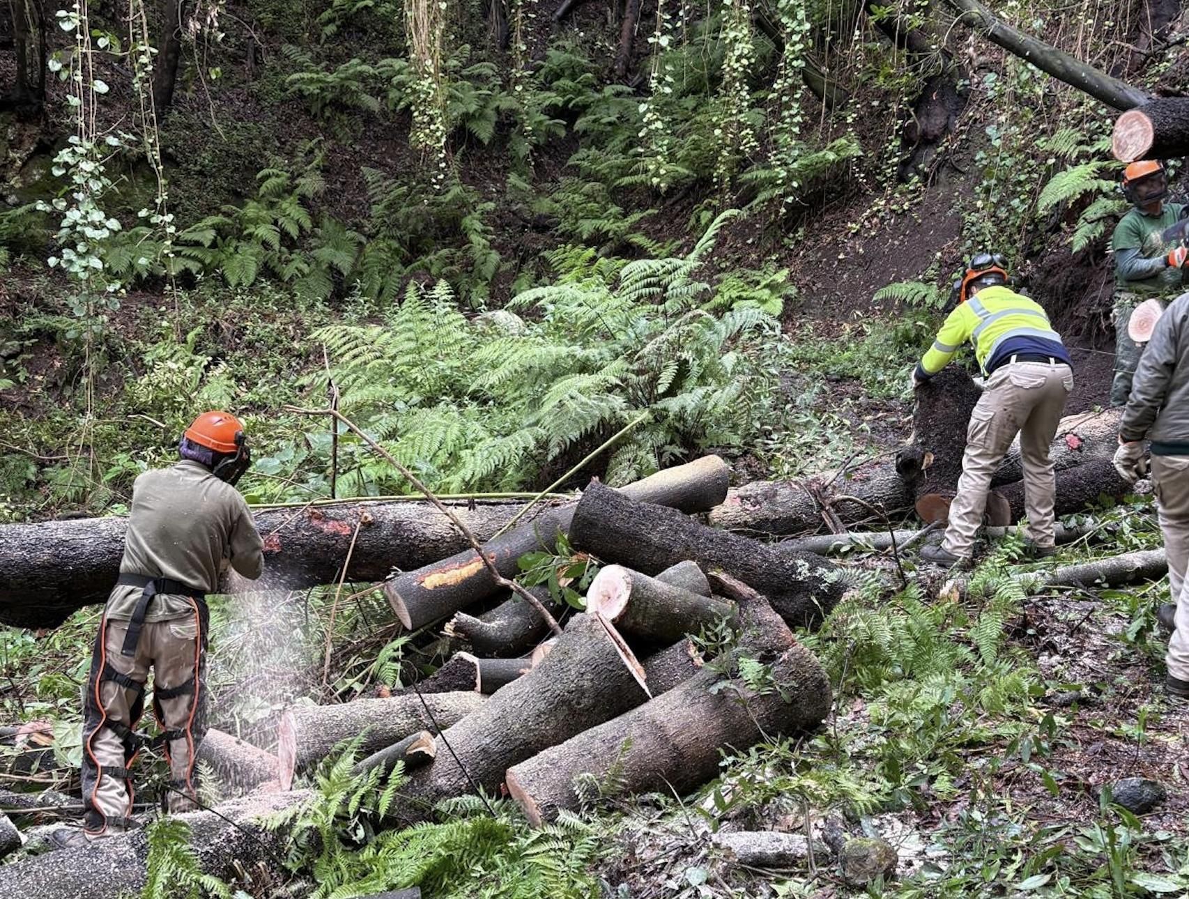 Trabajos de reacondicionamiento en el sendero del Cubo de La Galga (Puntallana)