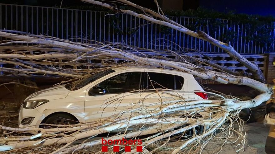 Foto de la caída de un árbol difundida por los bomberos