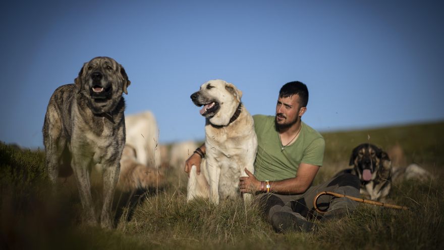 Pastores que conviven con lobos: "Estoy a favor de prohibir su caza"
