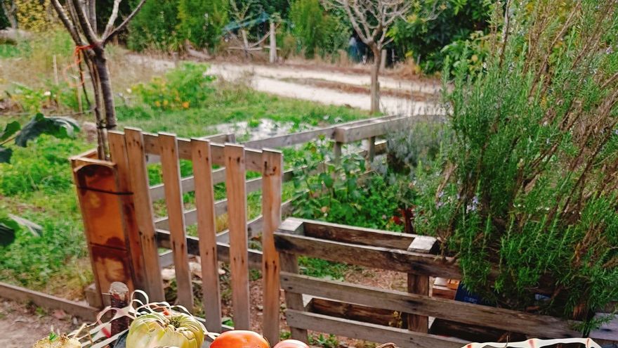 Cómo me ha cambiado la vida tener mi propia huerta urbana