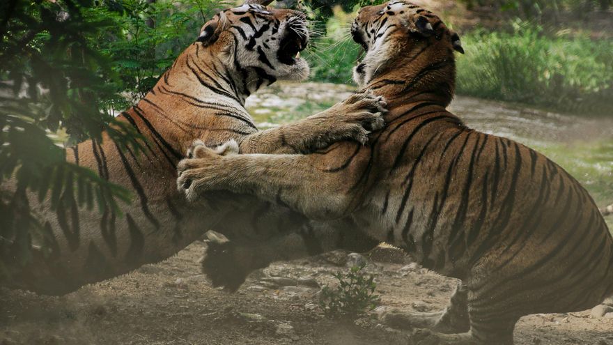 Un estudio revela que los animales también "se preparan para la guerra" mucho antes de que empiece el conflicto
