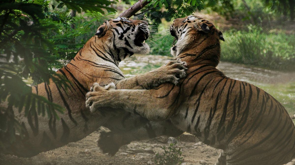 Un estudio revela que los animales también "se preparan para la guerra" mucho antes de que empiece el conflicto