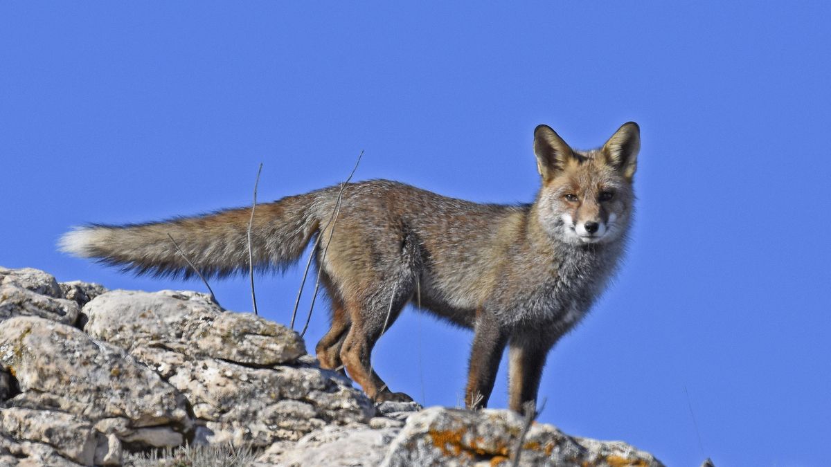 La baja movilidad de las hembras facilita su captura en el suelo