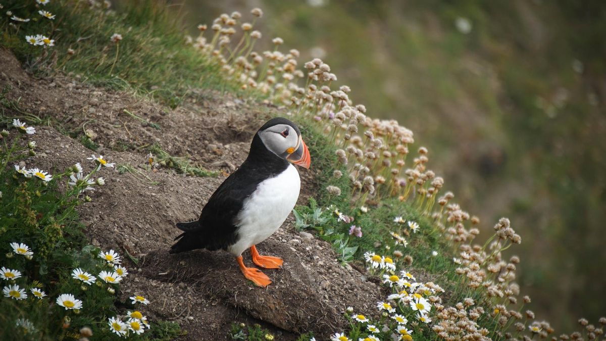 Frailecillo en Sumburgh head. En las Shetlands anidan 21 de las 24 especies de aves marinas que hay en todo el Reino Unido.