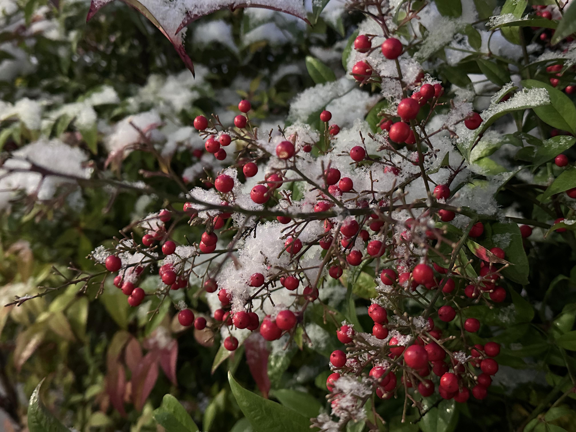 Postales de León nevado: las imágenes que deja la primera nevada del año en la capital