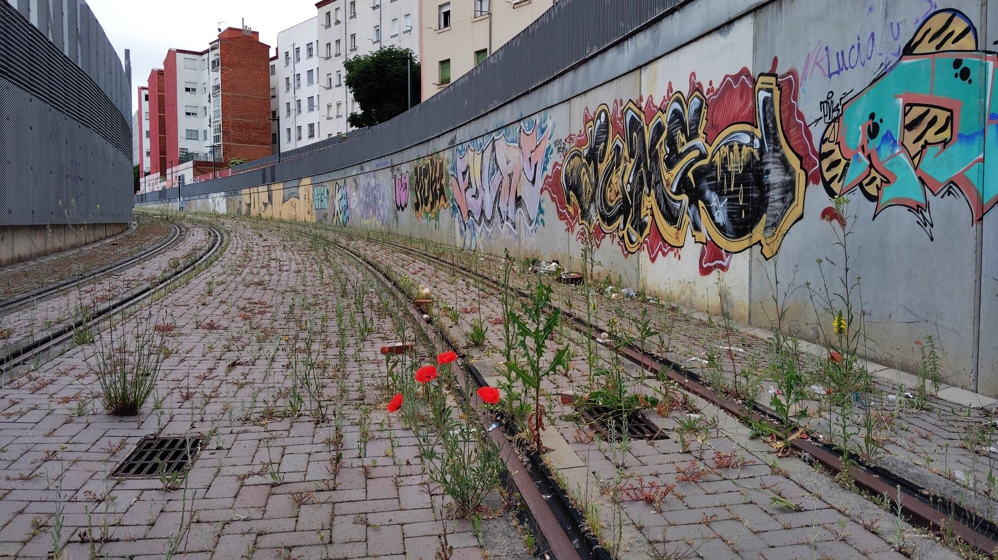 Maleza en la trinchera de los raíles del tranvía fallido de León.