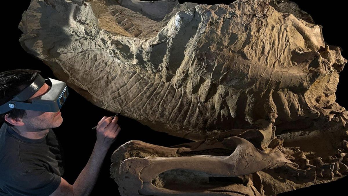 El trabajo de limpieza y análisis digital permitió ensamblar las dos momias y mostrar una línea dorsal continua con crestas encajadas, además de una piel fina y escamosa