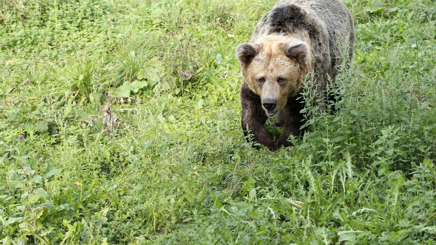 Asturias pone en marcha un programa de geolocalización de osos pardos