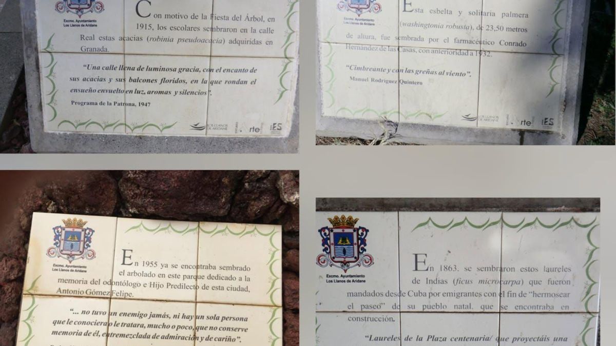 La memoria del arbolado de Aridane, 25 años de la iniciativa