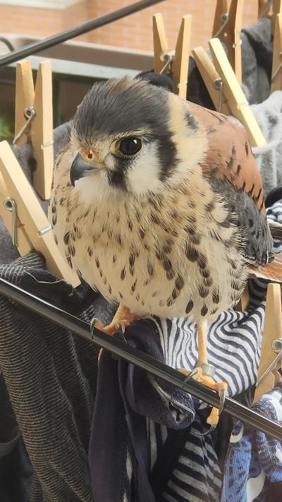 El cernícalo americano en el balcón de Fer Ramos