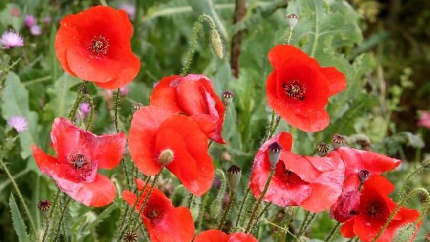 Rubén Cacho / ICAL Campo de amapolas en Castilla y León