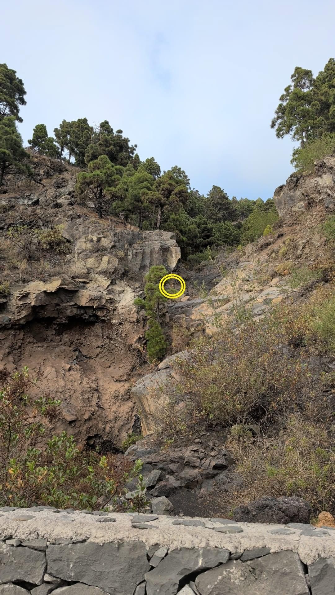 En la imagen, marcado con un círculo, el lugar donde se encontraba envetado el perro rescatado por Bomberos La Palma  en  Jedey (El Paso) una zona de difícil acceso.
