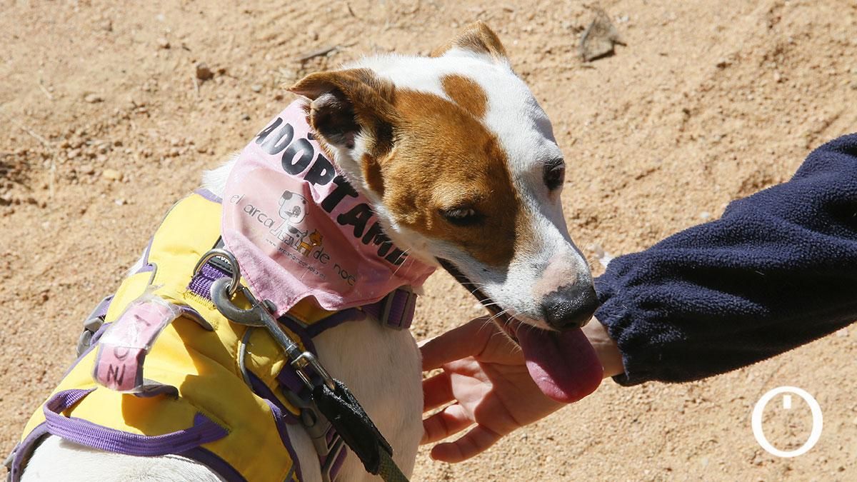 Jornada de sensibilización a la ciudadanía para la adopción de animales de compañía