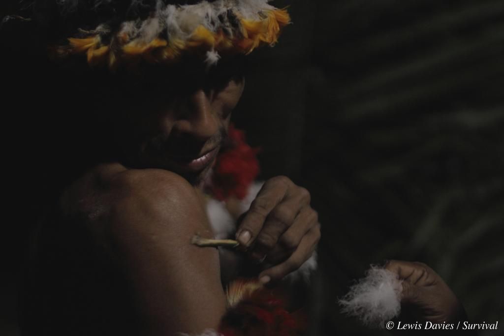 Los indígenas awás de Brasil viven entre las selvas ecuatoriales de la Amazonia, en el oeste, y las sabanas del este. Durante su ritual de la luna llena, los hombres abandonan la Tierra para adentrarse en el iwa, el dominio de los espíritus. Con su oscuro pelo adornado con plumas de zopilote real, los hombres entran en comunión con los espíritus a través de un trance inducido por los cánticos. Este ritual sagrado dura hasta el amanecer./Fotografía: ©Toby Nicholas / Survival International