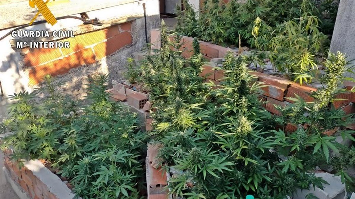 Plantación desmantelada en Helechal