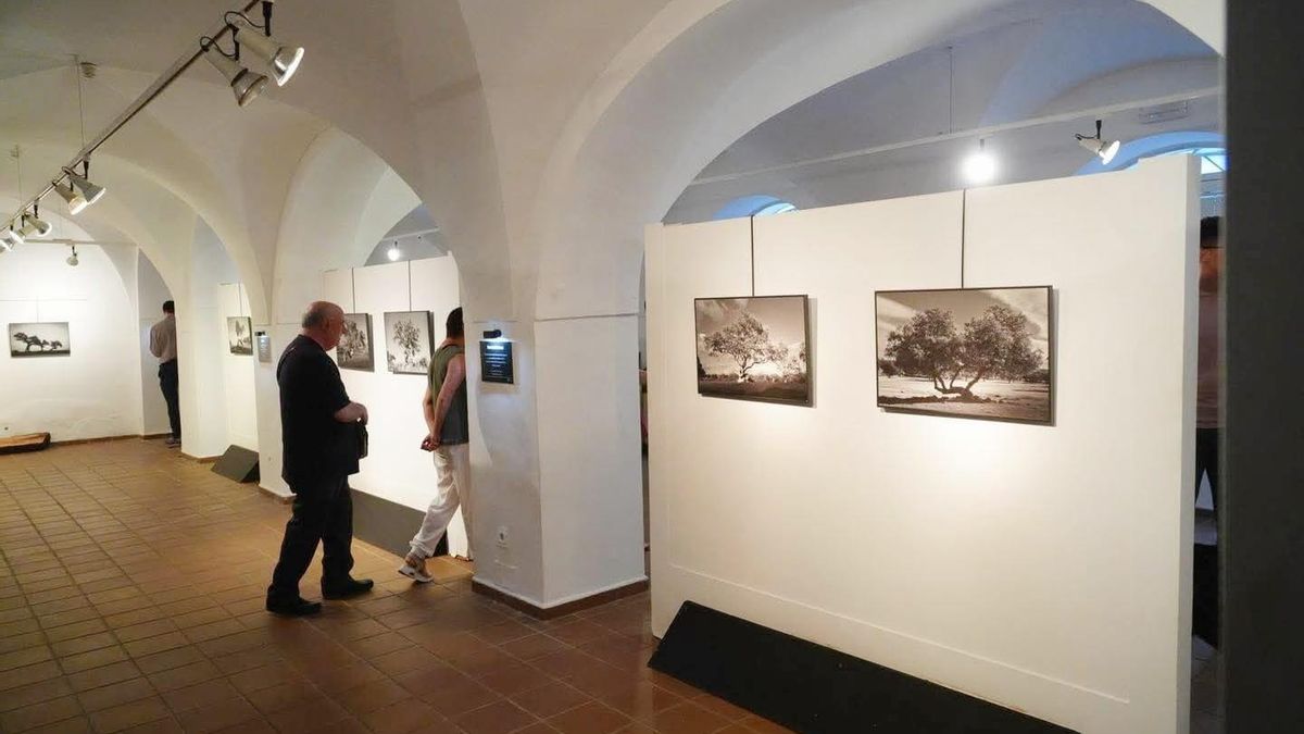 Álvaro de la Rosa presenta ‘Raíz’, un homenaje fotográfico a la encina y la dehesa