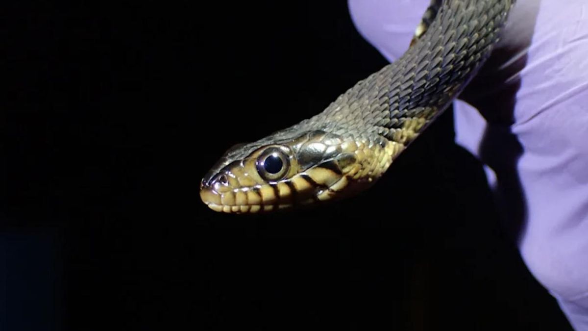 Los hongos amenazan la supervivencia de numerosas especies de serpientes salvajes