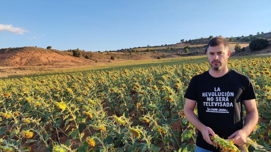 Los girasoles que la guerra en Ucrania nos hizo valorar pero cuya subida de precio “no se ha trasladado” a los agricultores