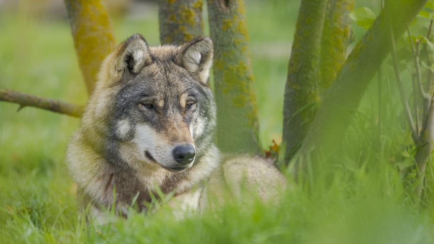 La Unión Europea consigue degradar la protección internacional del lobo