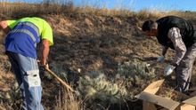 Trabajos de eliminación de chumberas en Andorra (Teruel).