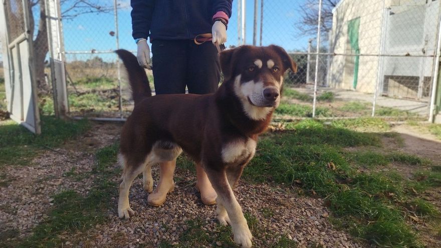 El centro de protección animal de la Diputación de Zaragoza recoge 207 perros sin dueño en 2024 y da 193 en adopción
