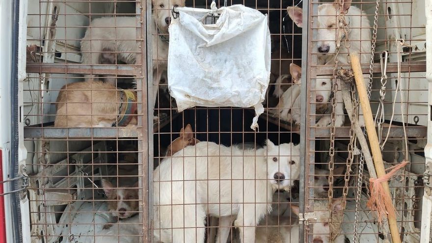 Rehala perros caza en transporte.