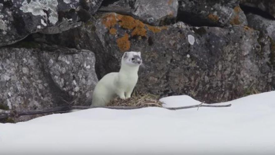 Documental Cantábrico