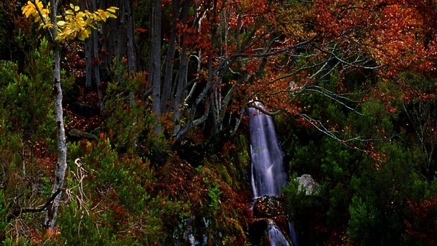 Este es el bosque petrificado de nuestro país que levanta el interés de los geólogos