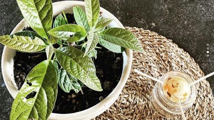 Cómo transformar un hueso de aguacate en una planta