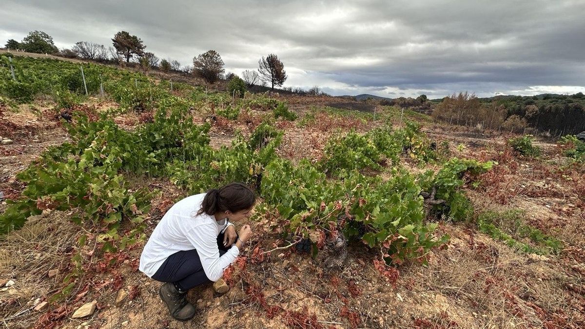 Silvia Marrao revisando sus viñas de Banzao afectadas por el fuego en San Pedro de Olleros.