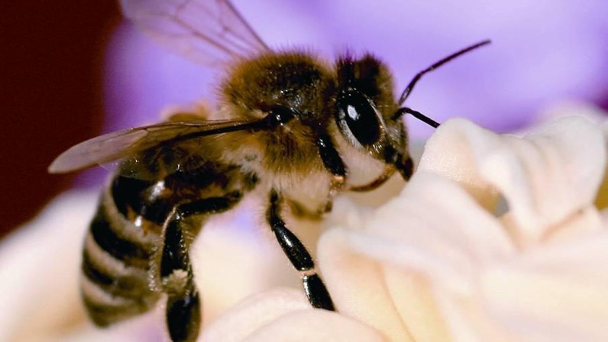 El Gobierno de Canarias concede 543.000 euros en ayudas POSEI a la producción de miel de la raza autóctona de abeja negra
