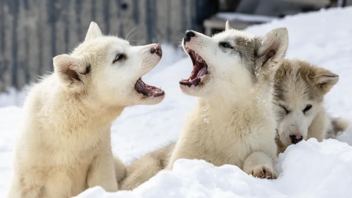 La caída en su uso ha reducido su población, aunque su estabilidad genética podría ser clave para futuras estrategias de conservación