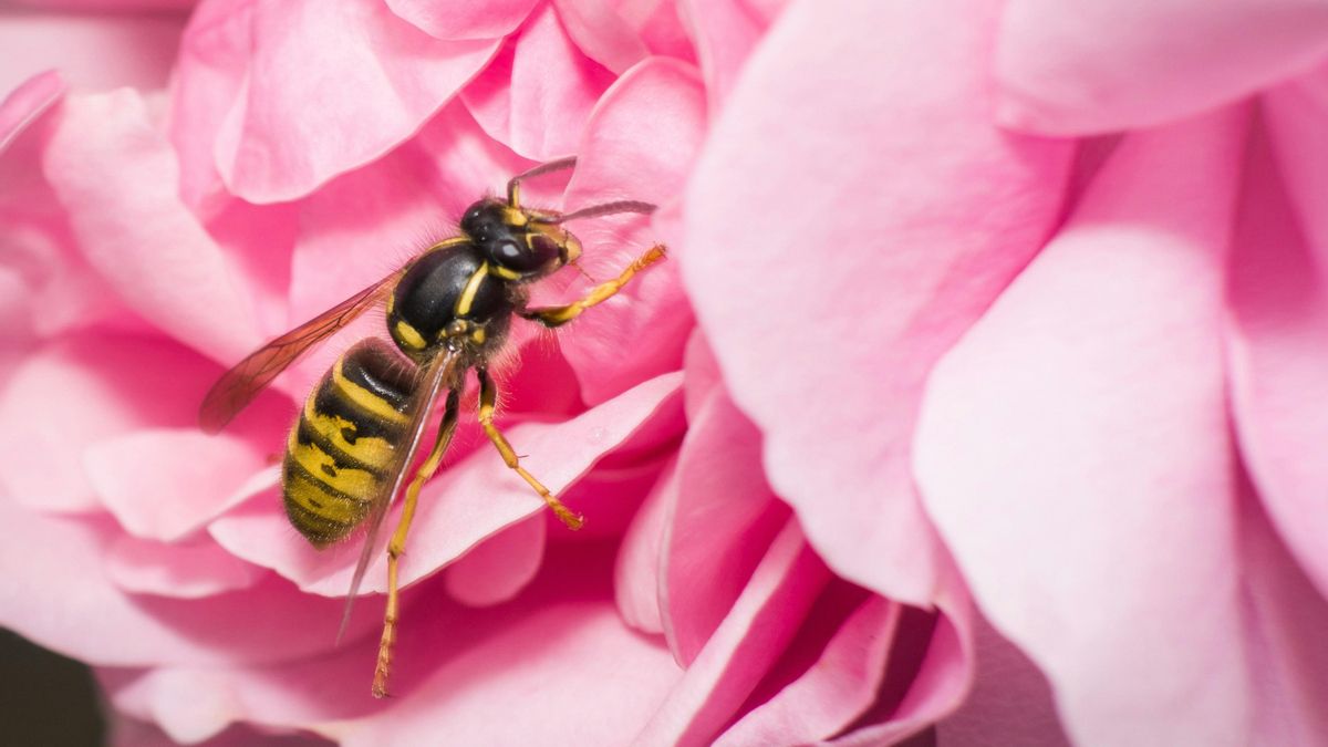Las avispas son uno de los insectos que pueden invadir espacios domésticos durante los meses cálidos.