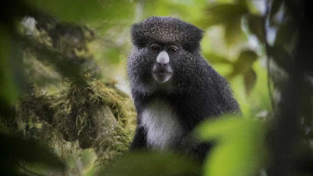 Con animales que no existen en el resto del mundo, esta volcánica isla es considerada una joya de la biodiversidad