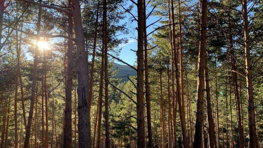 Castilla-La Mancha abona cerca de 5,5 millones de euros en ayudas para la reforestación de tierras agrícolas