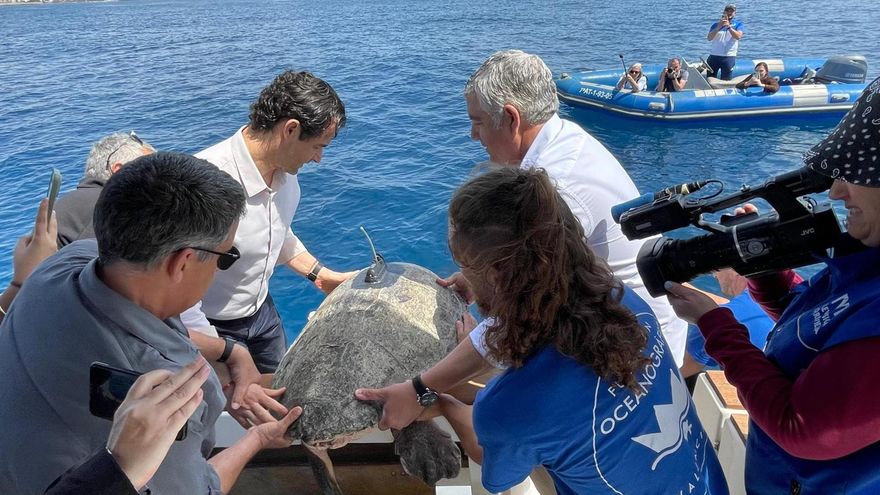 Nuca, la tortuga rescatada hace dos meses en Torrevieja, vuelve al mar tras recuperarse