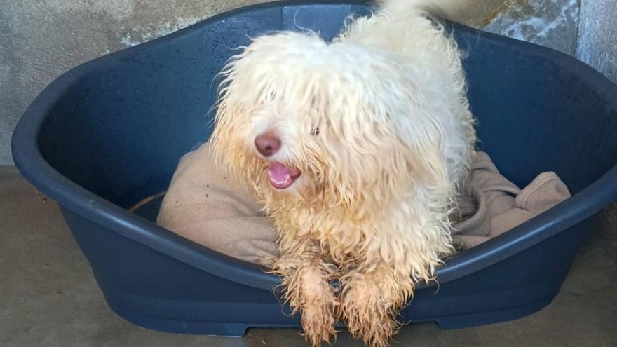 La Justicia paraliza la orden de sacrificio de un perro que llegó a Ibiza en una patera procedente de Argelia