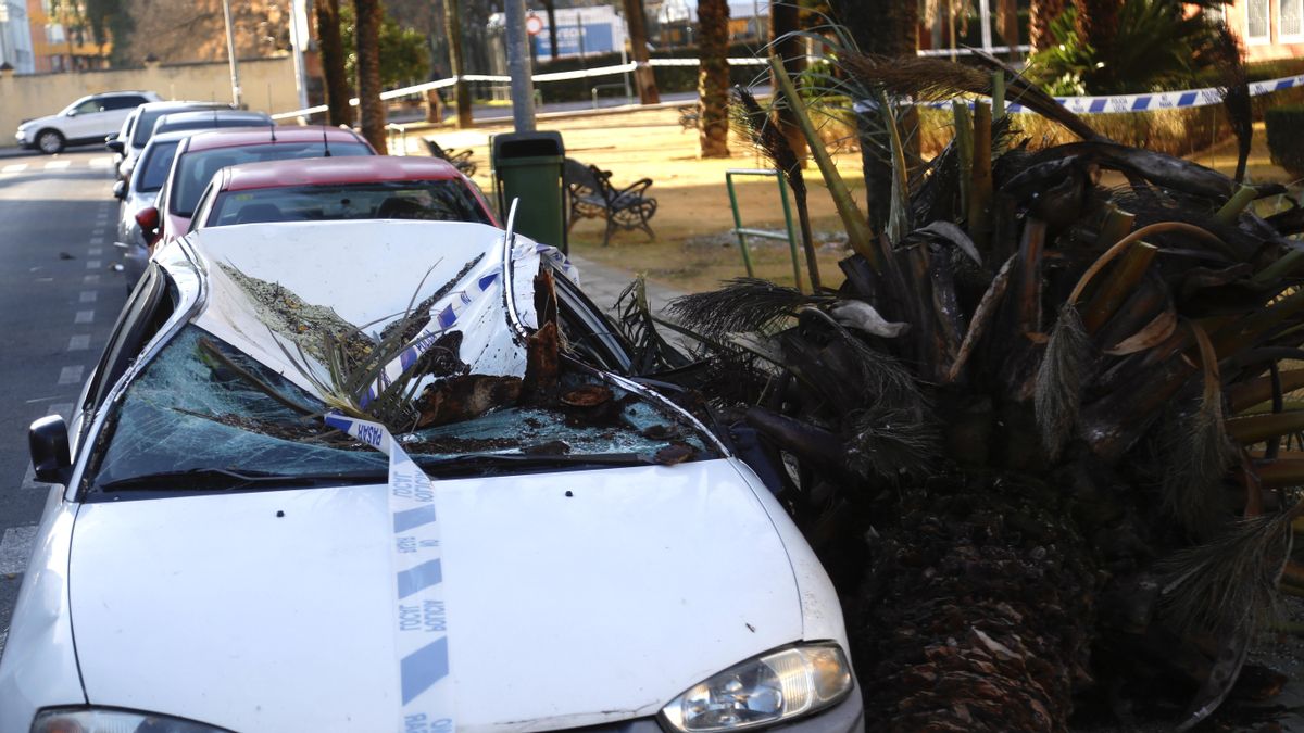 Una palmera caída sobre un coche en la calle Fernando IV.