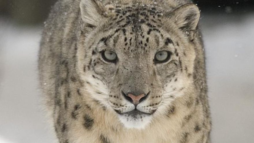 ¿Cómo logran tres depredadores convivir en el Himalaya? La respuesta está en cómo reparten sus presas