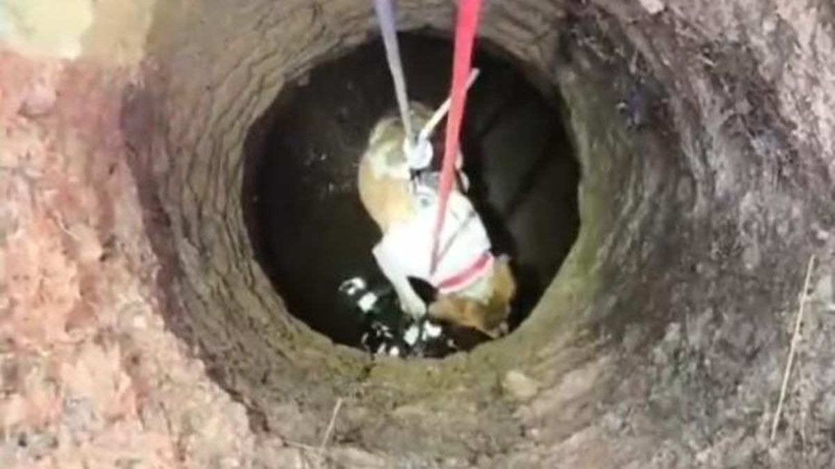 Los Bomberos salvan a un perro que cayó a una bodega derruida en Oncina de la Valdoncina