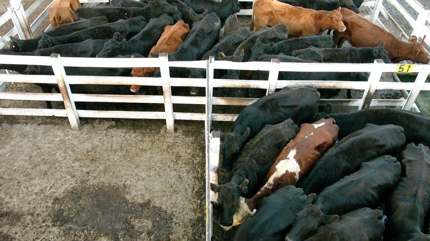 Argentina extiende por dos meses trabas a la exportación de carne vacuna