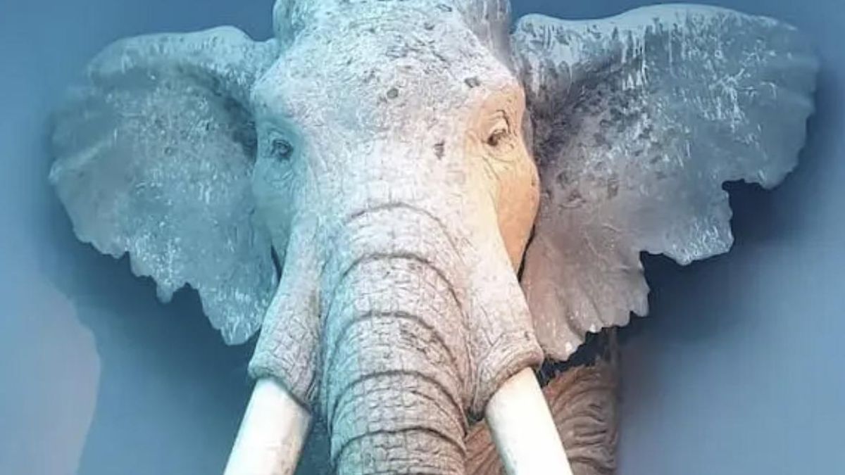 Algunos ejemplares recorren hasta 300 kilómetros antes de morir, lo que obliga a los grupos humanos a adaptarse a esos desplazamientos y ajustar sus formas de caza