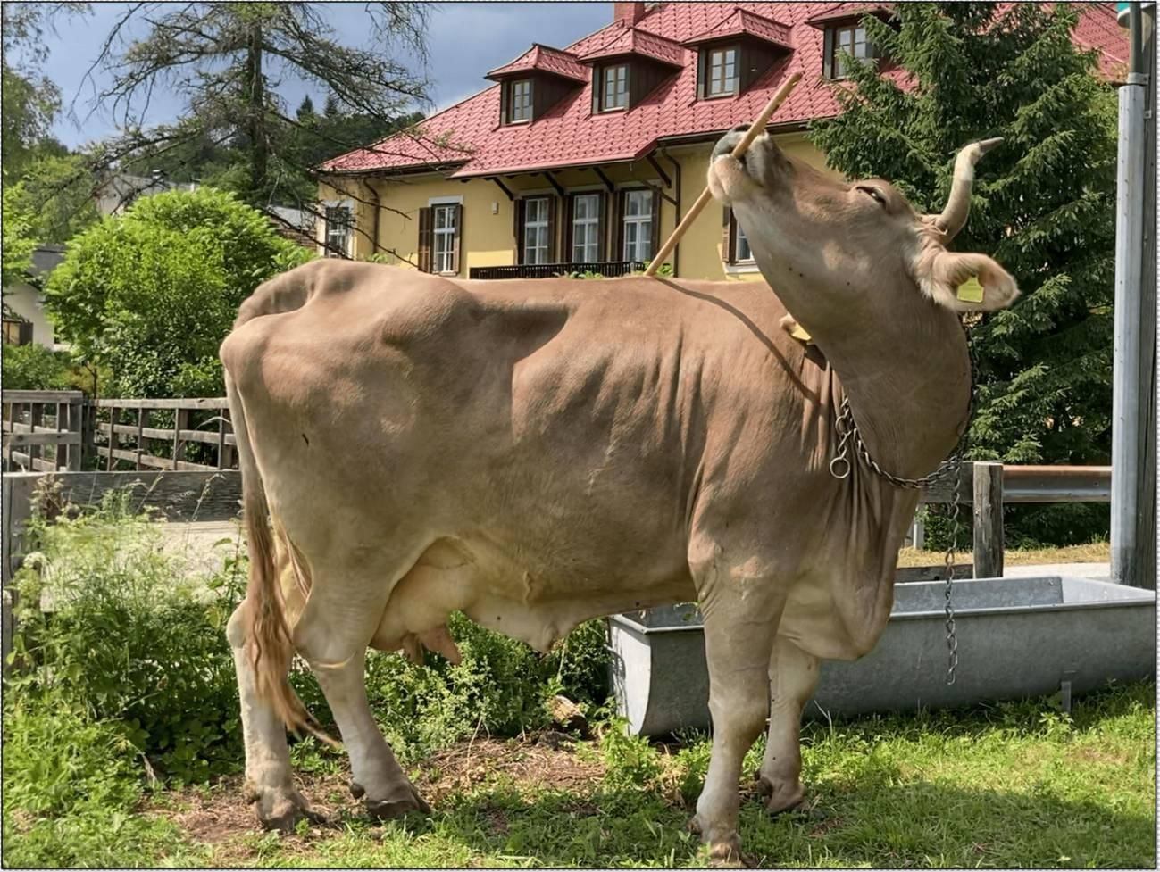 La vaca Veronika es capaz de manejar herramientas.